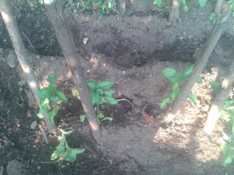 Canteiro dos pimentos, os pimentos ainda estão na fase de crescimento.